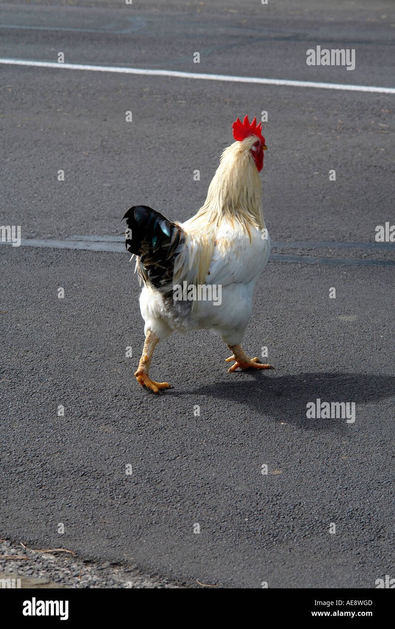 Chicken road game - Descubre Todos los Secretos del Juego de Póker en la Ruta del Pollo en España